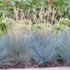 Blauwgras (Festuca Glauca 'Elijah Blue') D 23 H 40 Cm -Tuin Planten Winkel 8720879235724 0
