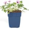Ooievaarsbek (Geranium Cinereum 'Ballerina') D 9 H 15 Cm -Tuin Planten Winkel 8720879235762 0