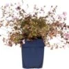 Ooievaarsbek (Geranium 'Dusky Crug') D 9 H 15 Cm -Tuin Planten Winkel 8720879235779 0