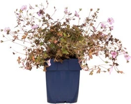 Ooievaarsbek (Geranium 'Dusky Crug') D 9 H 15 Cm 3 Ooievaarsbek (Geranium 'Dusky Crug') D 9 H 15 Cm