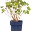 Ooievaarsbek (Geranium Incanum 'Joy') D 9 H 15 Cm 1 Ooievaarsbek (Geranium Incanum 'Joy') D 9 H 15 Cm -Tuin Planten Winkel 8720879235793 0