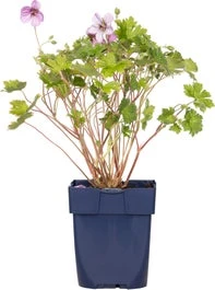 Ooievaarsbek (Geranium Incanum 'Joy') D 9 H 15 Cm 3 Ooievaarsbek (Geranium Incanum 'Joy') D 9 H 15 Cm