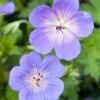 Ooievaarsbek (Geranium 'Rozanne') D 15 H 15 Cm 1 Ooievaarsbek (Geranium 'Rozanne') D 15 H 15 Cm -Tuin Planten Winkel 8720879235816 0
