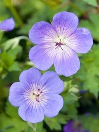 Ooievaarsbek (Geranium 'Rozanne') D 15 H 15 Cm 3 Ooievaarsbek (Geranium 'Rozanne') D 15 H 15 Cm