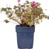 Ooievaarsbek (Geranium 'Tanya Rendall') D 9 H 15 Cm 1 Ooievaarsbek (Geranium 'Tanya Rendall') D 9 H 15 Cm -Tuin Planten Winkel 8720879235830 0
