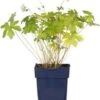 Ooievaarsbek (Geranium Versicolor) D 9 H 15 Cm 2 Ooievaarsbek (Geranium Versicolor) D 9 H 15 Cm -Tuin Planten Winkel 8720879235847 0