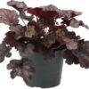 Purperklokje (Heuchera 'Black Pearl') D 9 H 15 Cm 1 Purperklokje (Heuchera 'Black Pearl') D 9 H 15 Cm -Tuin Planten Winkel 8720879235984 0