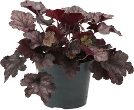 Purperklokje (Heuchera 'Black Pearl') D 9 H 15 Cm 3 Purperklokje (Heuchera 'Black Pearl') D 9 H 15 Cm