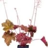 Purperklokje (Heuchera 'Fire Chief') D 9 H 15 Cm -Tuin Planten Winkel 8720879236011 0
