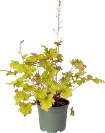 Purperklokje (Heuchera 'Marmelade') D 9 H 15 Cm 3 Purperklokje (Heuchera 'Marmelade') D 9 H 15 Cm