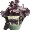 Purperklokje (Heuchera 'Obsidian') D 9 H 15 Cm 1 Purperklokje (Heuchera 'Obsidian') D 9 H 15 Cm -Tuin Planten Winkel 8720879236035 0