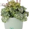 Purperklokje (Heuchera 'Paris') D 9 H 15 Cm -Tuin Planten Winkel 8720879236042 0