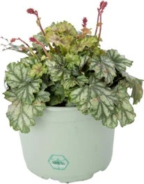 Purperklokje (Heuchera 'Paris') D 9 H 15 Cm