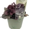 Purperklokje (Heuchera 'Silver Scrolls') D 9 H 15 Cm -Tuin Planten Winkel 8720879236066 0