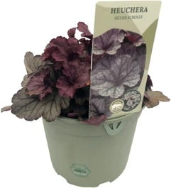 Purperklokje (Heuchera 'Silver Scrolls') D 9 H 15 Cm 3 Purperklokje (Heuchera 'Silver Scrolls') D 9 H 15 Cm