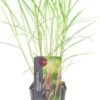 Chinees Riet (Miscanthus Sinensis 'Flamingo') D 9 H 15 Cm 2 Chinees Riet (Miscanthus Sinensis 'Flamingo') D 9 H 15 Cm -Tuin Planten Winkel 8720879236332 0