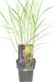 Chinees Riet (Miscanthus Sinensis 'Flamingo') D 9 H 15 Cm