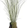 Chinees Riet (Miscanthus Sinensis 'Gracillimus') D 23 H 40 Cm 2 Chinees Riet (Miscanthus Sinensis 'Gracillimus') D 23 H 40 Cm -Tuin Planten Winkel 8720879236356 0