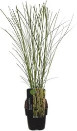 Chinees Riet (Miscanthus Sinensis 'Gracillimus') D 23 H 40 Cm