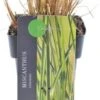Chinees Riet (Miscanthus Sinensis 'Gracillimus') D 19 H 30 Cm 1 Chinees Riet (Miscanthus Sinensis 'Gracillimus') D 19 H 30 Cm -Tuin Planten Winkel 8720879236370 0