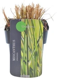 Chinees Riet (Miscanthus Sinensis 'Gracillimus') D 19 H 30 Cm