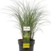 Chinees Riet (Miscanthus Sinensis 'Kleine Silberspinne') D 19 H 30 Cm -Tuin Planten Winkel 8720879236417 0