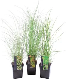 Chinees Riet (Miscanthus Sinensis 'Morning Light') D 23 H 40 Cm