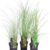 Chinees Riet (Miscanthus Sinensis 'Morning Light') D 19 H 30 Cm 1 Chinees Riet (Miscanthus Sinensis 'Morning Light') D 19 H 30 Cm -Tuin Planten Winkel 8720879236479 0