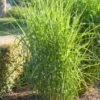 Chinees Riet (Miscanthus Sinensis 'Strictus') D 9 H 15 Cm 1 Chinees Riet (Miscanthus Sinensis 'Strictus') D 9 H 15 Cm -Tuin Planten Winkel 8720879236493 0