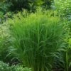 Vingergras (Panicum Virgatum 'Northwind') D 9 H 15 Cm 2 Vingergras (Panicum Virgatum 'Northwind') D 9 H 15 Cm -Tuin Planten Winkel 8720879236578 0 1 1