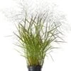 Vingergras (Panicum Virgatum 'Squaw') D 28 H 60 Cm 1 Vingergras (Panicum Virgatum 'Squaw') D 28 H 60 Cm -Tuin Planten Winkel 8720879236622 0