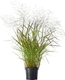 Vingergras (Panicum Virgatum 'Squaw') D 28 H 60 Cm