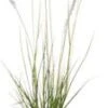 Lampenpoetsersgras (Pennisetum Alopecuroides 'Hameln') D 23 H 40 Cm 2 Lampenpoetsersgras (Pennisetum Alopecuroides 'Hameln') D 23 H 40 Cm -Tuin Planten Winkel 8720879236653 0