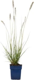 Lampenpoetsersgras (Pennisetum Alopecuroides 'Hameln') D 23 H 40 Cm