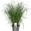 Lampenpoetsersgras (Pennisetum Alopecuroides 'Red Head') D 23 H 40 Cm -Tuin Planten Winkel 8720879236684 0