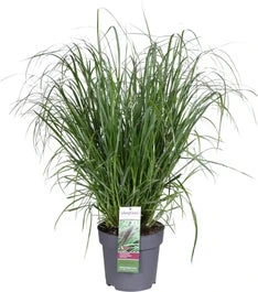 Lampenpoetsersgras (Pennisetum Alopecuroides 'Red Head') D 28 H 60 Cm 3 Lampenpoetsersgras (Pennisetum Alopecuroides 'Red Head') D 28 H 60 Cm