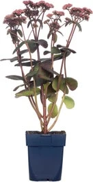 Vetkruid (Sedum 'Karfunkelstein') D 9 H 15 Cm