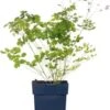Chinese Ruit (Thalictrum Delavayi) D 9 H 15 Cm