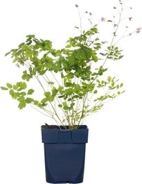 Chinese Ruit (Thalictrum Delavayi) D 9 H 15 Cm