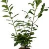 Laurierkers (Prunus Laurocerasus 'Novita') D 23 H 60 Cm 1 Laurierkers (Prunus Laurocerasus 'Novita') D 23 H 60 Cm -Tuin Planten Winkel 8720879725713 0