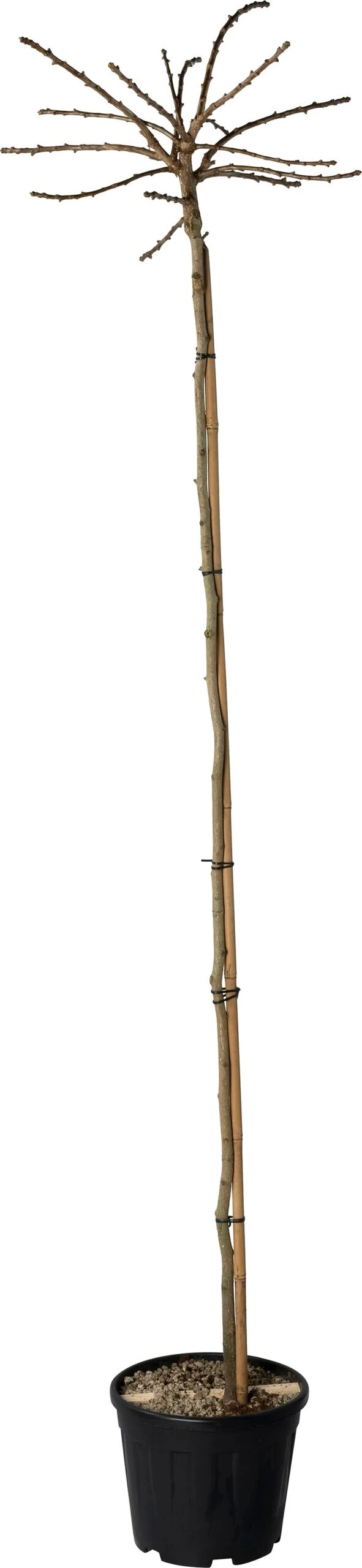 Japanse Notenboom (Ginkgo Bil. 'Mariken') D 30 H 190 Cm 3 Japanse Notenboom (Ginkgo Bil. 'Mariken') D 30 H 190 Cm