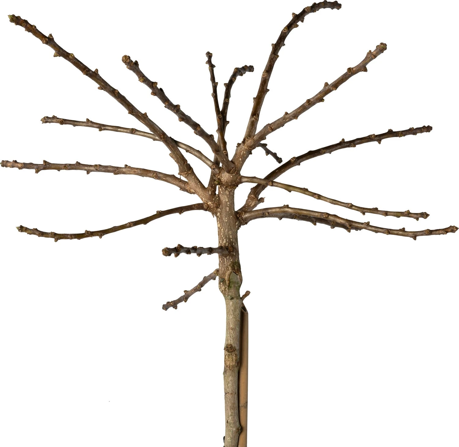 Japanse Notenboom (Ginkgo Bil. 'Mariken') D 30 H 190 Cm 4 Japanse Notenboom (Ginkgo Bil. 'Mariken') D 30 H 190 Cm - Afbeelding 2