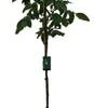 Notenboom (Juglans Reg. 'Lara') D 28 H 200 Cm -Tuin Planten Winkel 8720879744523 0 Juglans reg. Lara