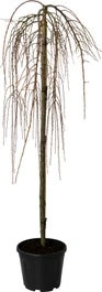 Treur Lork (Larix Kaempf. 'Stiff Weeping') D 30 H 200 Cm 3 Treur Lork (Larix Kaempf. 'Stiff Weeping') D 30 H 200 Cm
