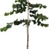 Dwerghazelnoot (Corylus Nocchione) D 30 H 300 Cm 1 Dwerghazelnoot (Corylus Nocchione) D 30 H 300 Cm -Tuin Planten Winkel 8720879744769 0 Corylus nochione