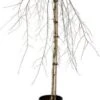 Prieelberk (Betula Pendula 'Youngii' ) D 28 H 160 Cm 2 Prieelberk (Betula Pendula 'Youngii' ) D 28 H 160 Cm -Tuin Planten Winkel 8720879744790 0 Betula pendula oungi