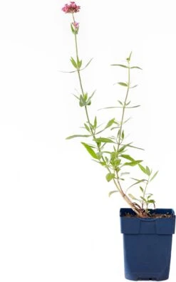 Spoorbloem (Centranthus Ruber 'Coccineus') D 11 H 15 Cm
